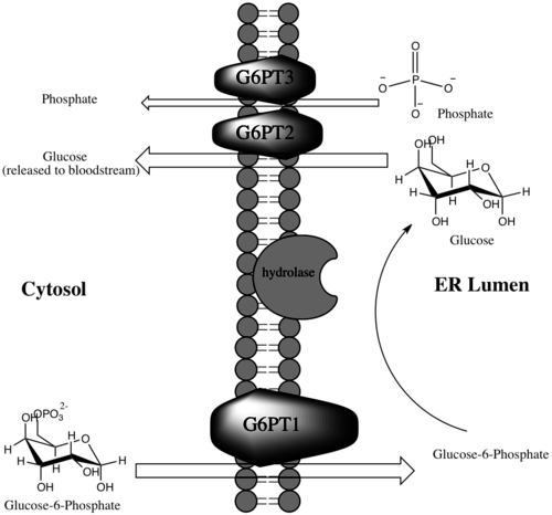 Glucose-6-phosphate translocase